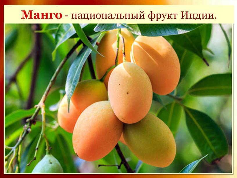 Манго - национальный фрукт Индии
