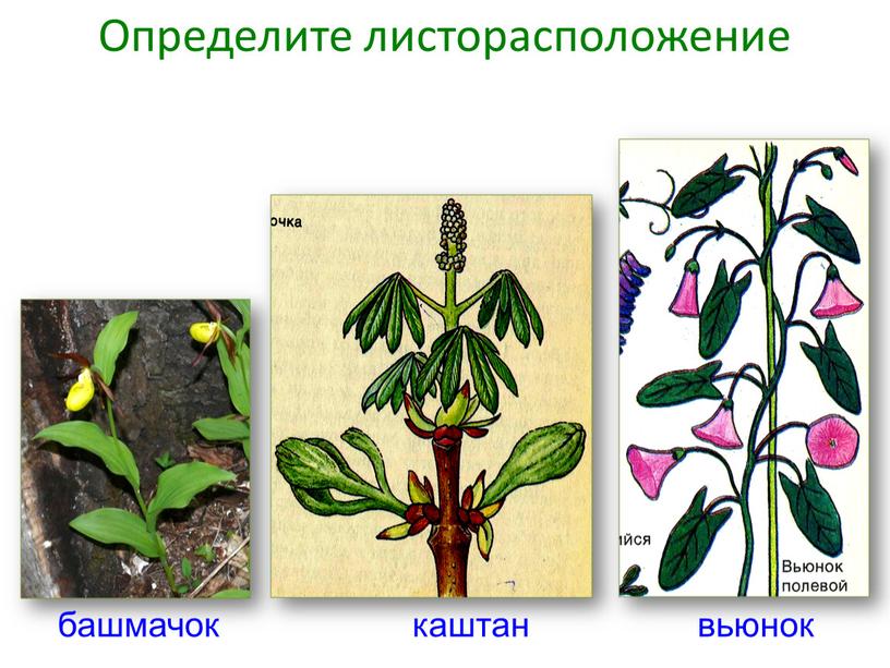 Как отличить растения. Типы листорасположения у растений. Листорасположение каштана. Конский каштан листорасположение. Очередное листорасположение.