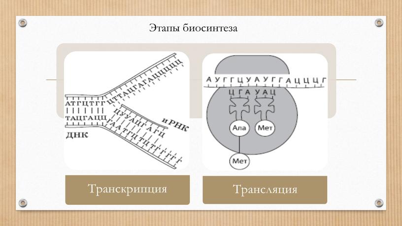 Этапы биосинтеза