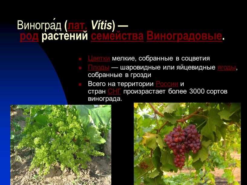 Виногра́д (лат. Vítis ) — род растений семейства