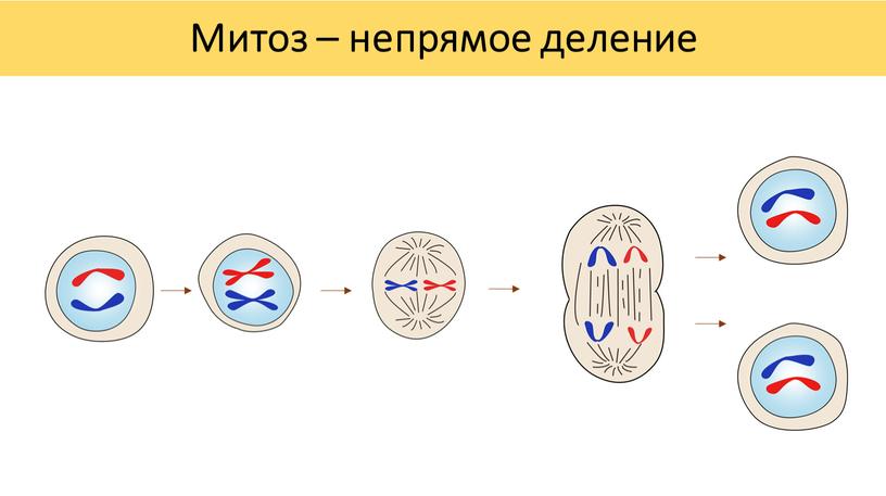 Митоз – непрямое деление