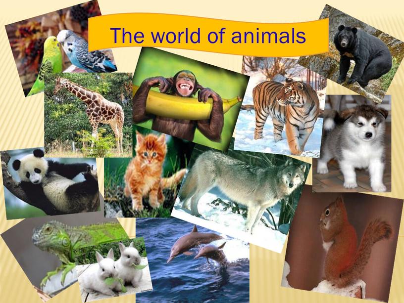 The world of animals