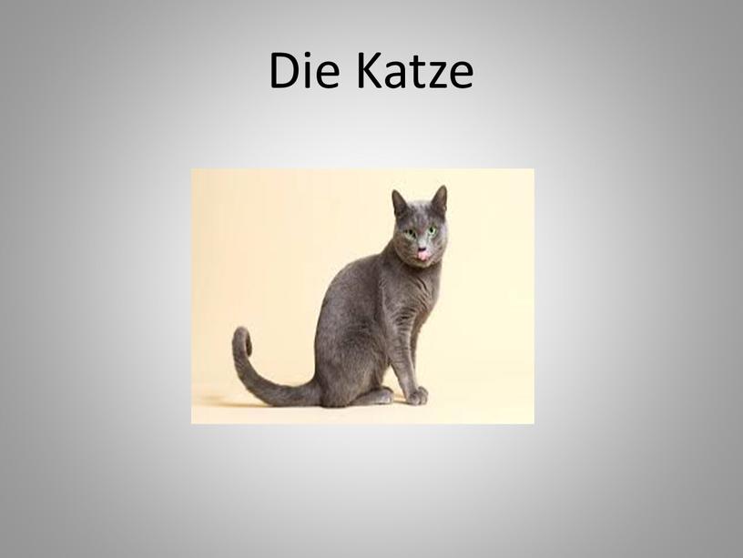 Die Katze