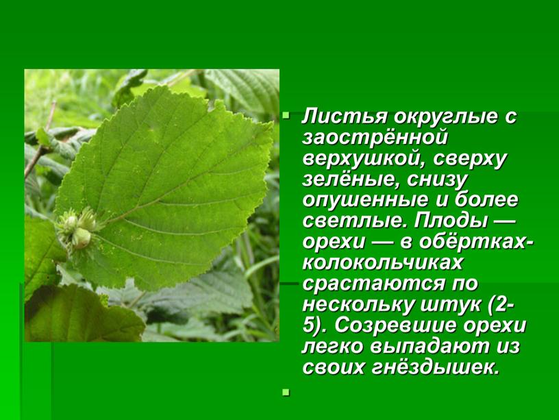 Листья округлые с заострённой верхушкой, сверху зелёные, снизу опушенные и более светлые