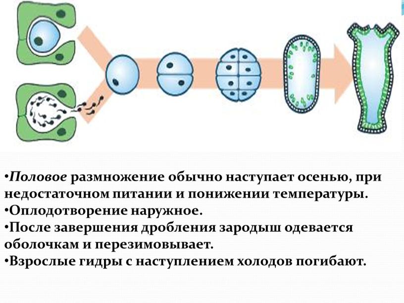 Половое размножение обычно наступает осенью, при недостаточном питании и понижении температуры