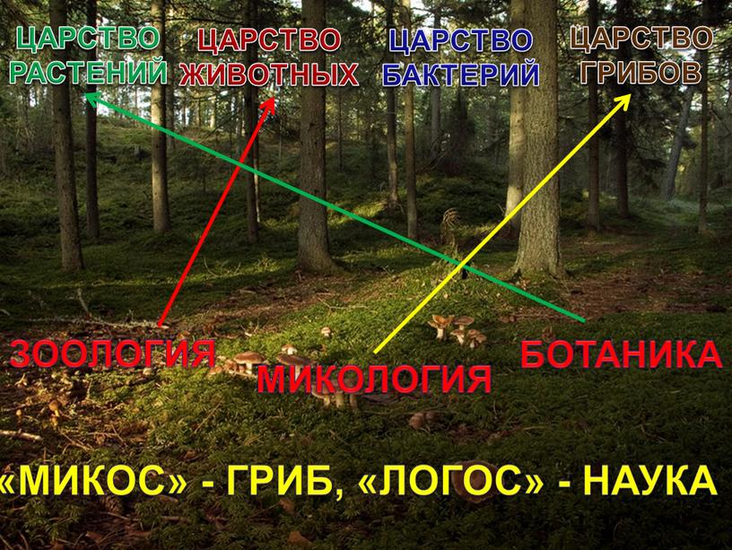 ЦАРСТВО РАСТЕНИЙ ЦАРСТВО ЖИВОТНЫХ