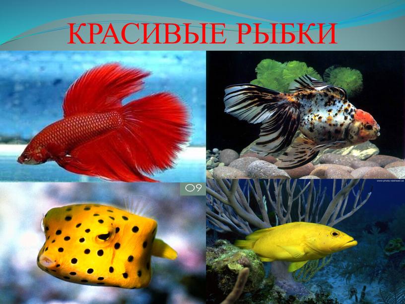 Красивые рыбы 1 класс. Красивые рыбки презентация 1 класс. Изо 1 класс рыбка. Красивые рыбки изо 1 класс.