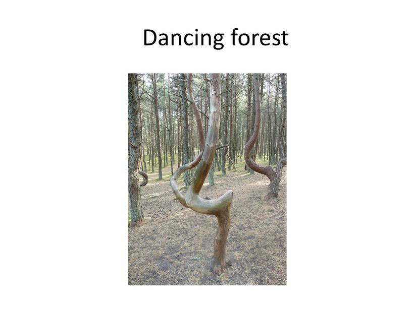 Dancing forest