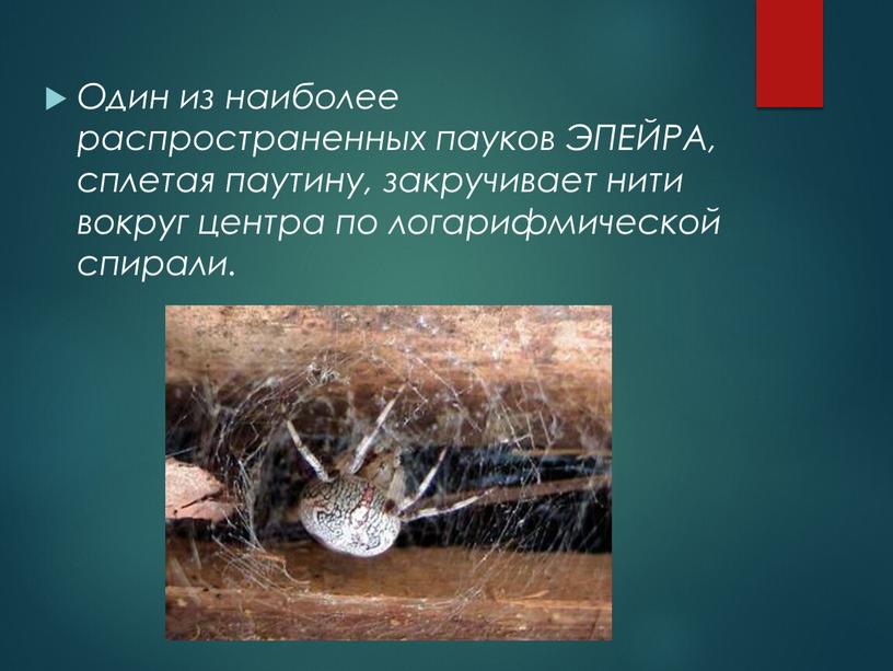 Один из наиболее распространенных пауков