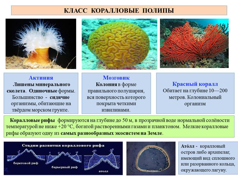 Красный коралл Обитает на глубине 10—200 метров