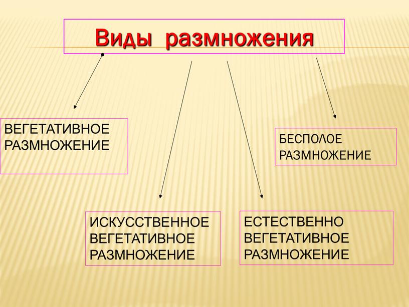 Виды размножения БЕСПОЛОЕ РАЗМНОЖЕНИЕ