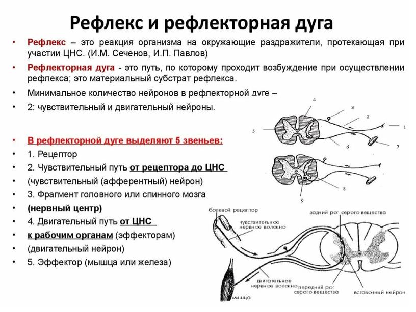 Нервная система