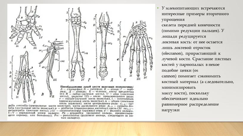 У млекопитающих встречаются интересные примеры вторичного упрощения скелета передней конечности (помимо редукции пальцев)