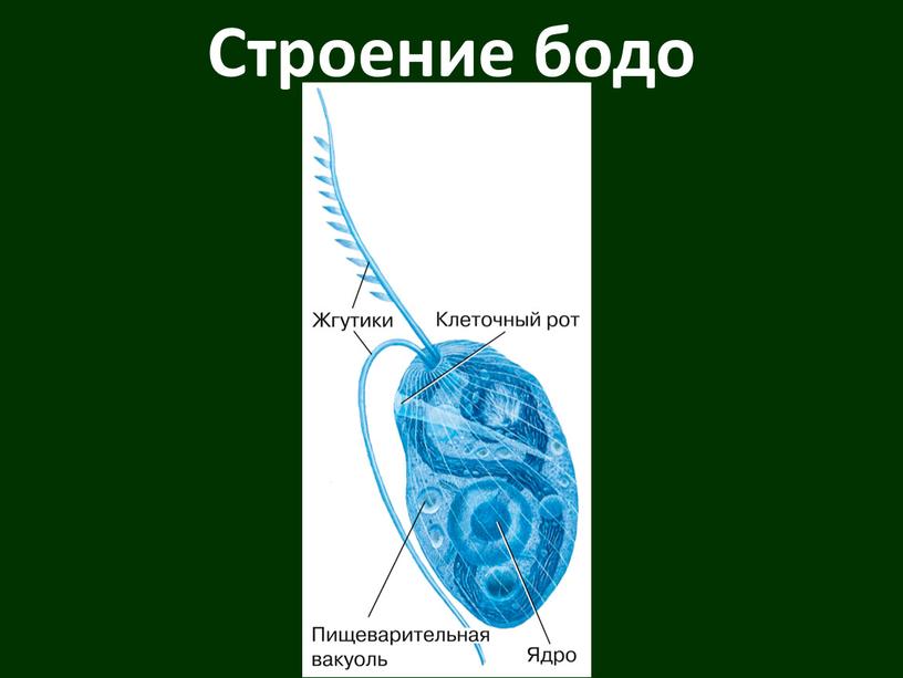 Строение бодо