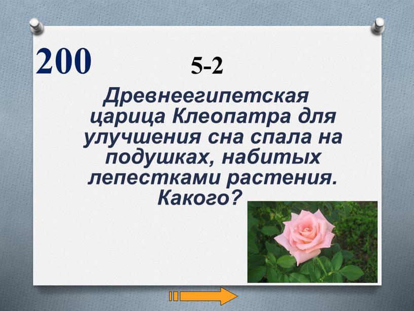 Древнеегипетская царица Клеопатра для улучшения сна спала на подушках, набитых лепестками растения