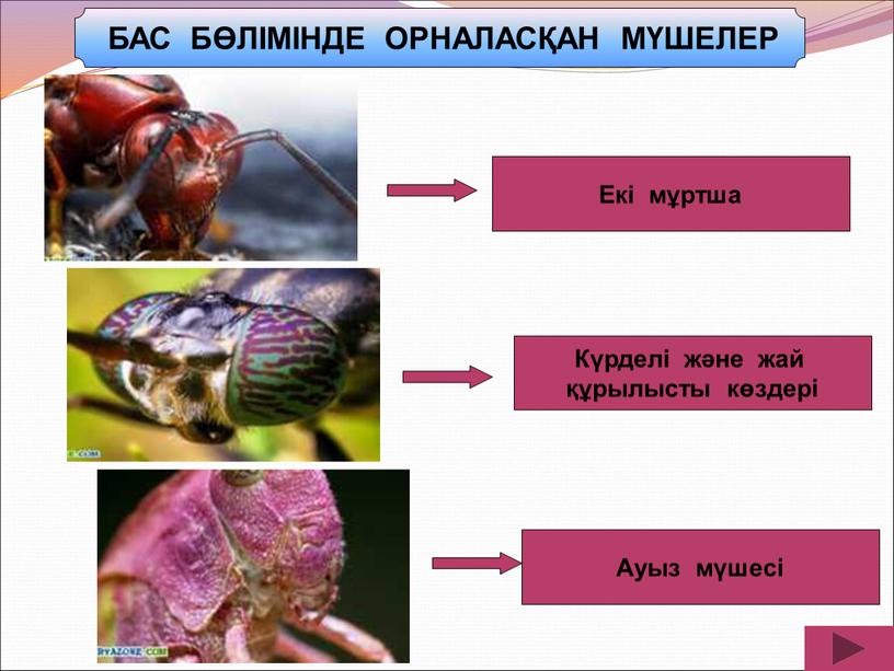 Екі мұртша Күрделі және жай құрылысты көздері