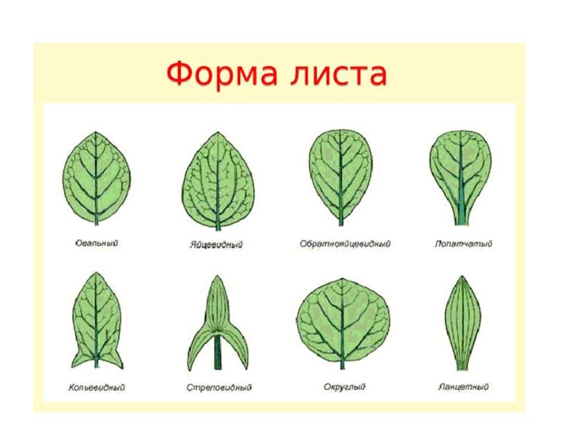 Презентация "Внешнее строение листа"