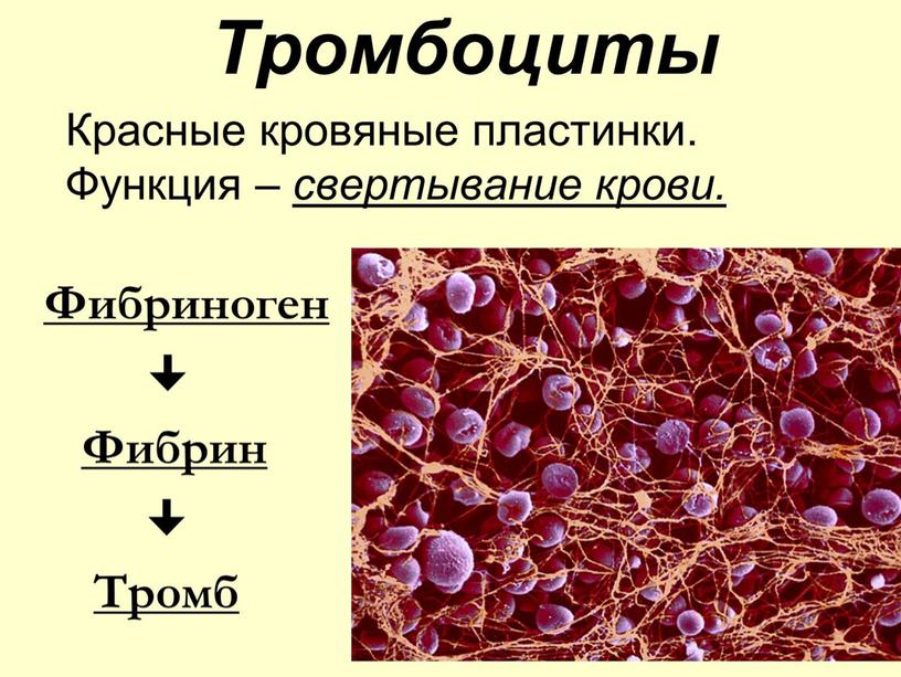 Презентация "Кровь и остальные компоненты внутренней среды организма"