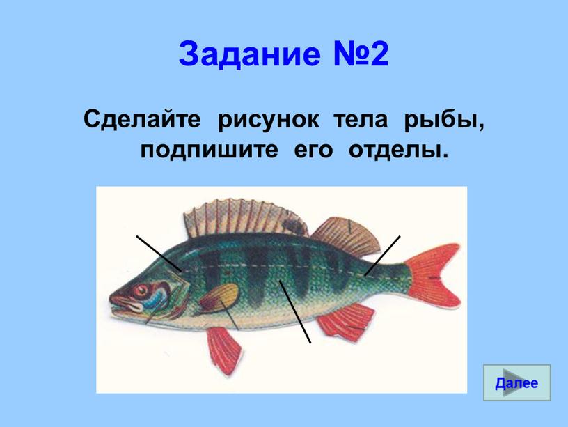 Задание №2 Сделайте рисунок тела рыбы, подпишите его отделы