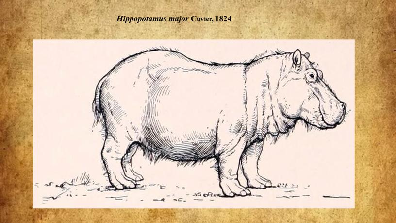 Hippopotamus major Cuvier, 1824