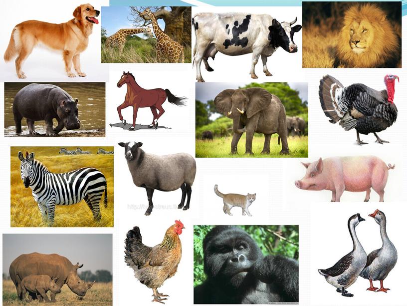 Конспект интегрированного урока "Дикие животные Африки", 2 класс, окружающий мир, технология