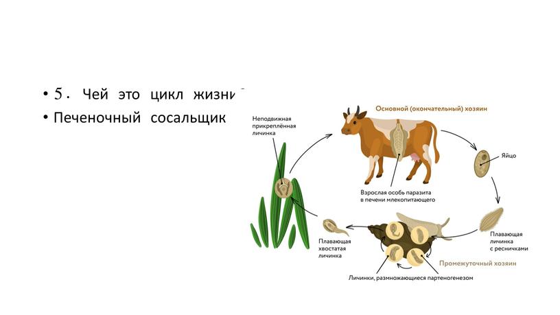 Чей это цикл жизни? Печеночный сосальщик