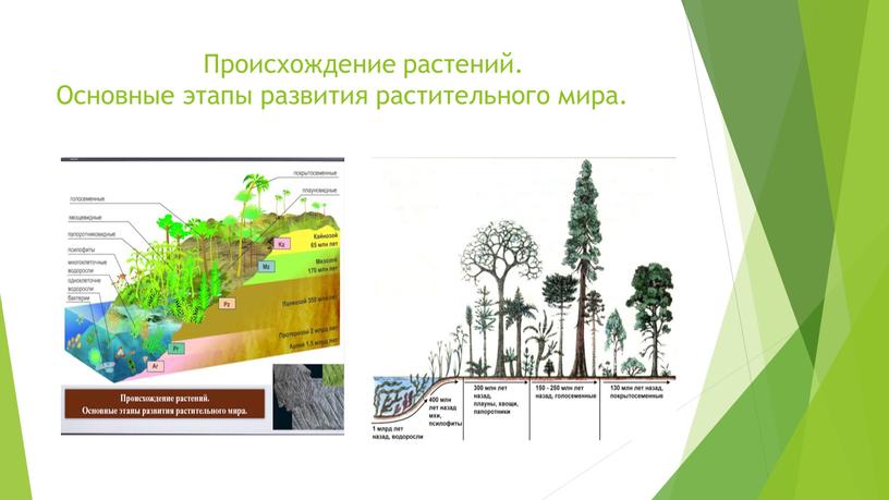 Происхождение растений. Основные этапы развития растительного мира