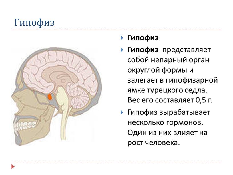 Гипофиз Гипофиз Гипофиз представляет собой непарный орган округлой формы и залегает в гипофизарной ямке турецкого седла