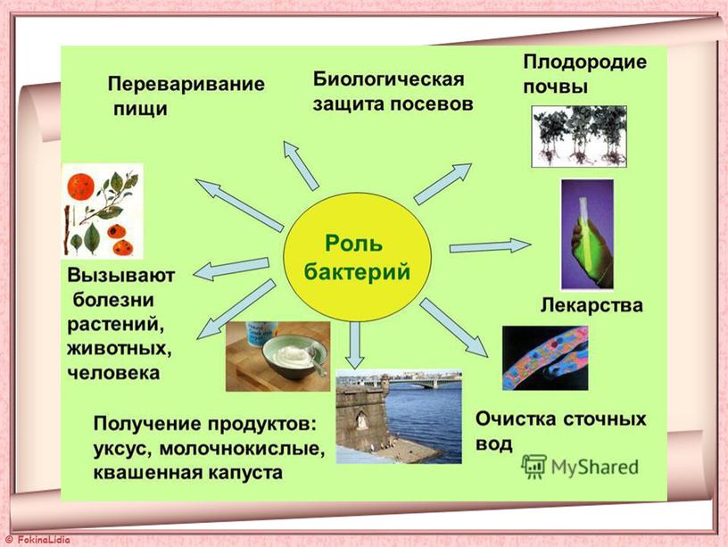 Презентация  к уроку "Бактерии"