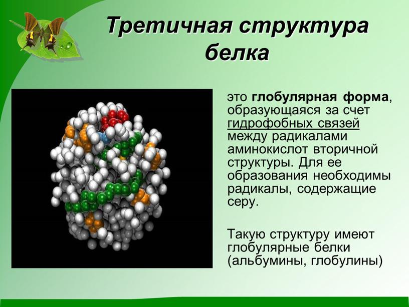 Третичная структура белка это глобулярная форма , образующаяся за счет гидрофобных связей между радикалами аминокислот вторичной структуры