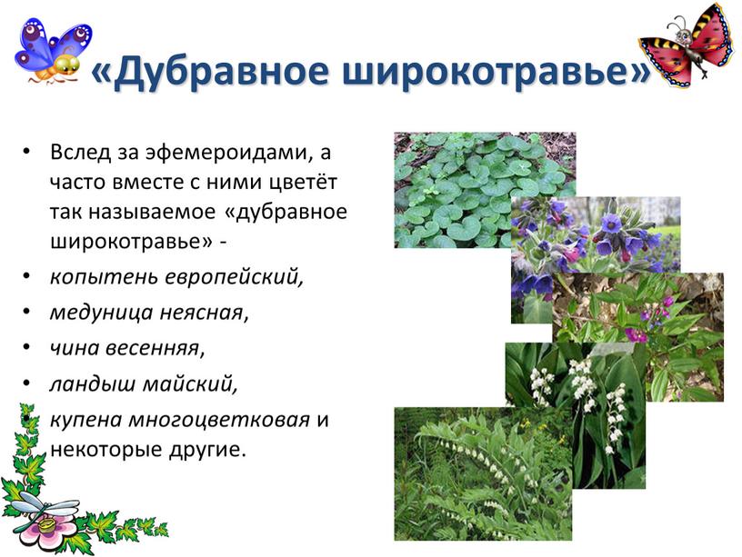 Дубравное широкотравье» Вслед за эфемероидами, а часто вместе с ними цветёт так называемое «дубравное широкотравье» - копытень европейский, медуница неясная , чина весенняя , ландыш…