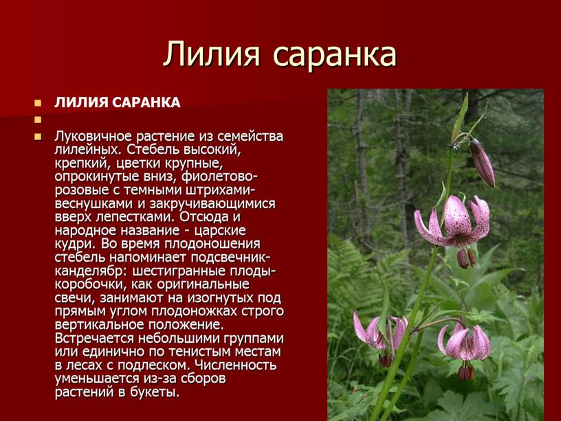 Лилия саранка ЛИЛИЯ САРАНКА