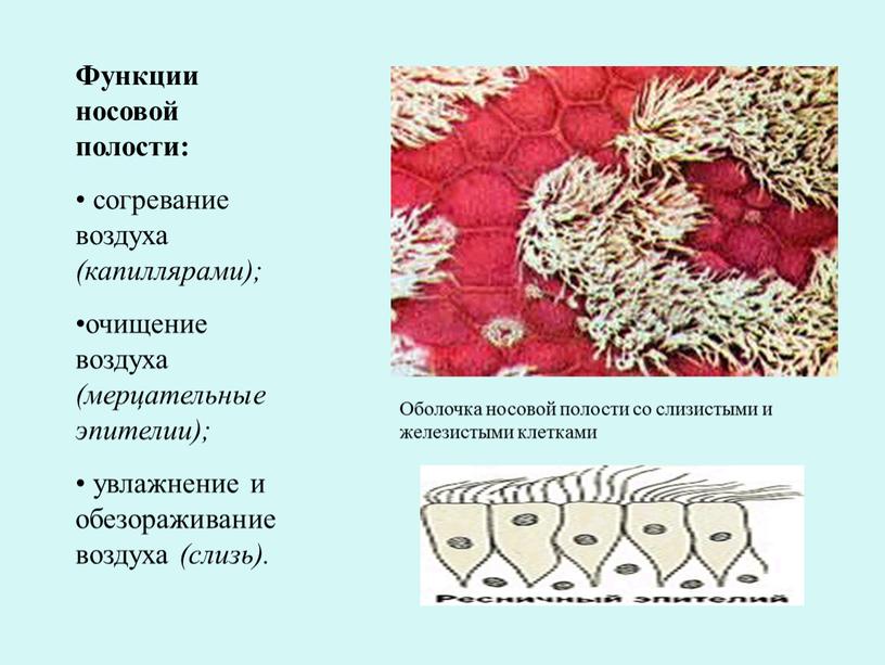 Функции носовой полости: согревание воздуха (капиллярами); очищение воздуха (мерцательные эпителии); увлажнение и обезораживание воздуха (слизь)