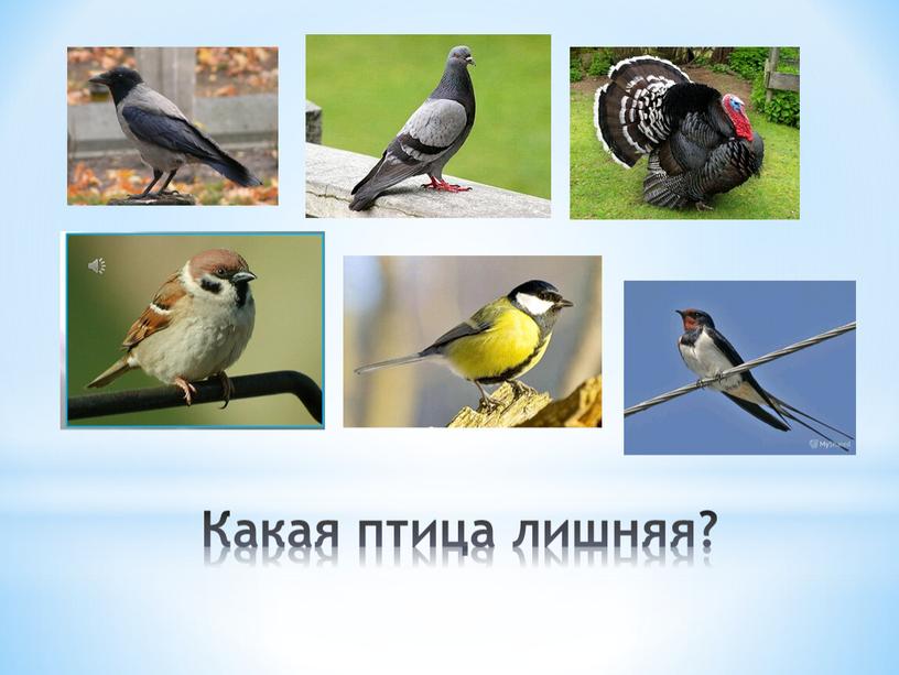 Какая птица лишняя?