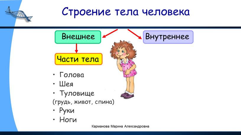 Строение тела человека Внешнее