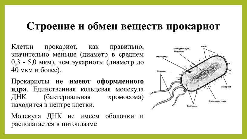 Строение и обмен веществ прокариот