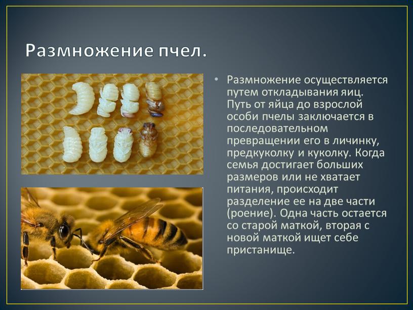 Размножение пчел. Размножение осуществляется путем откладывания яиц