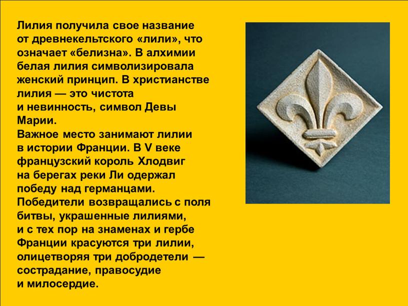 Лилия получила свое название от древнекельтского «лили», что означает «белизна»