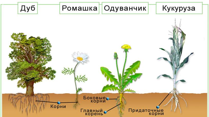 Презентация к уроку по теме: "Покрытосеменные"