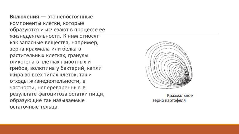 Включения — это непостоянные компоненты клетки, которые образуются и исчезают в процессе ее жизнедеятельности