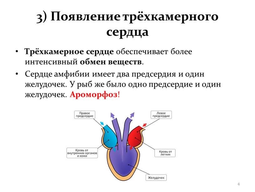 Появление трёхкамерного сердца