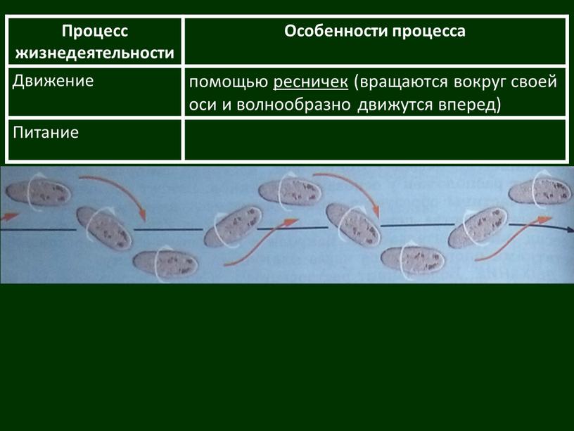 Процесс жизнедеятельности Особенности процесса