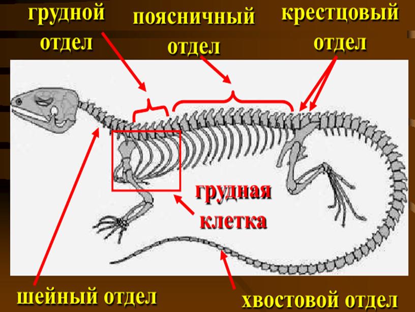 Презентация по теме "Внутреннее строение пресмыкающихся"