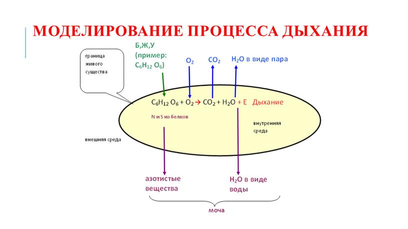 Моделирование процесса дыхания