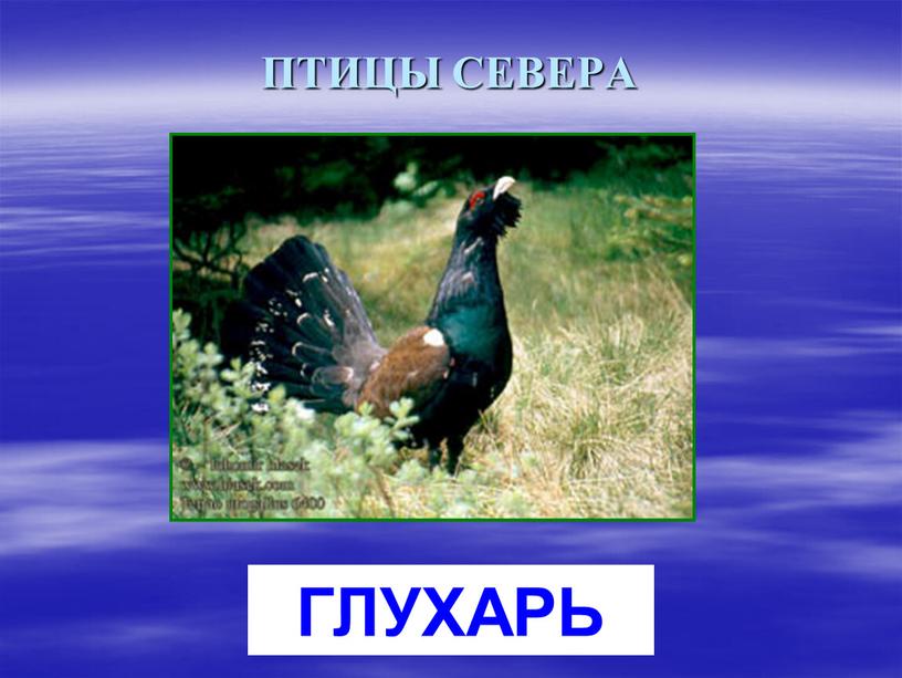 ПТИЦЫ СЕВЕРА ГЛУХАРЬ