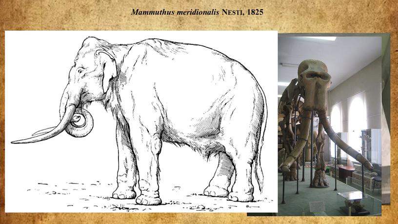 Mammuthus meridionalis Nesti, 1825