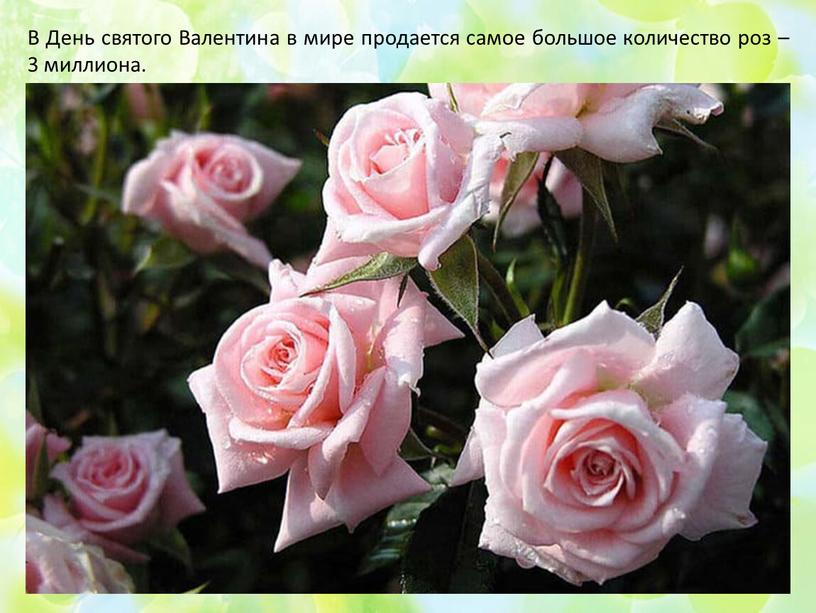 В День святого Валентина в мире продается самое большое количество роз – 3 миллиона