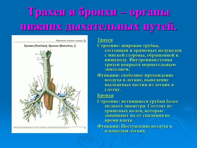 Трахея и бронхи – органы нижних дыхательных путей