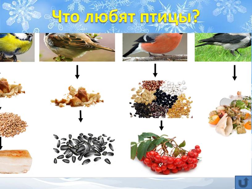 Что любят птицы?