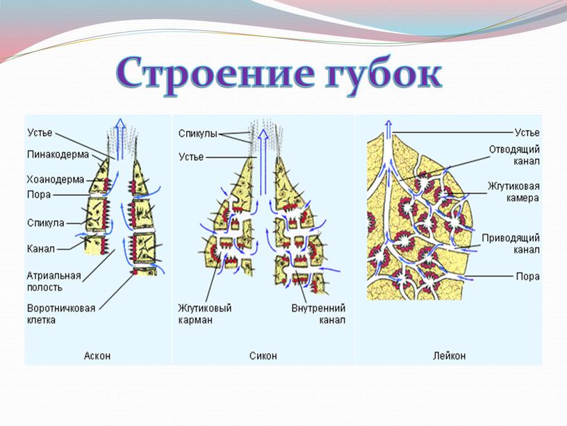 Строение губок